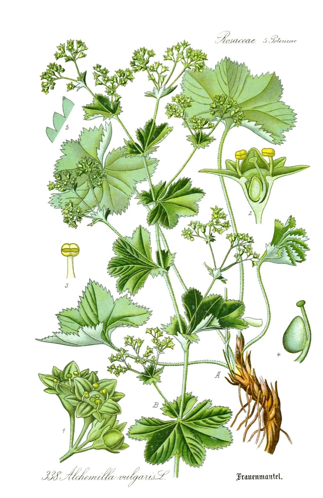 Botanische Tafel des Frauenmantels (Alchemilla vulgaris), Thomé 1905