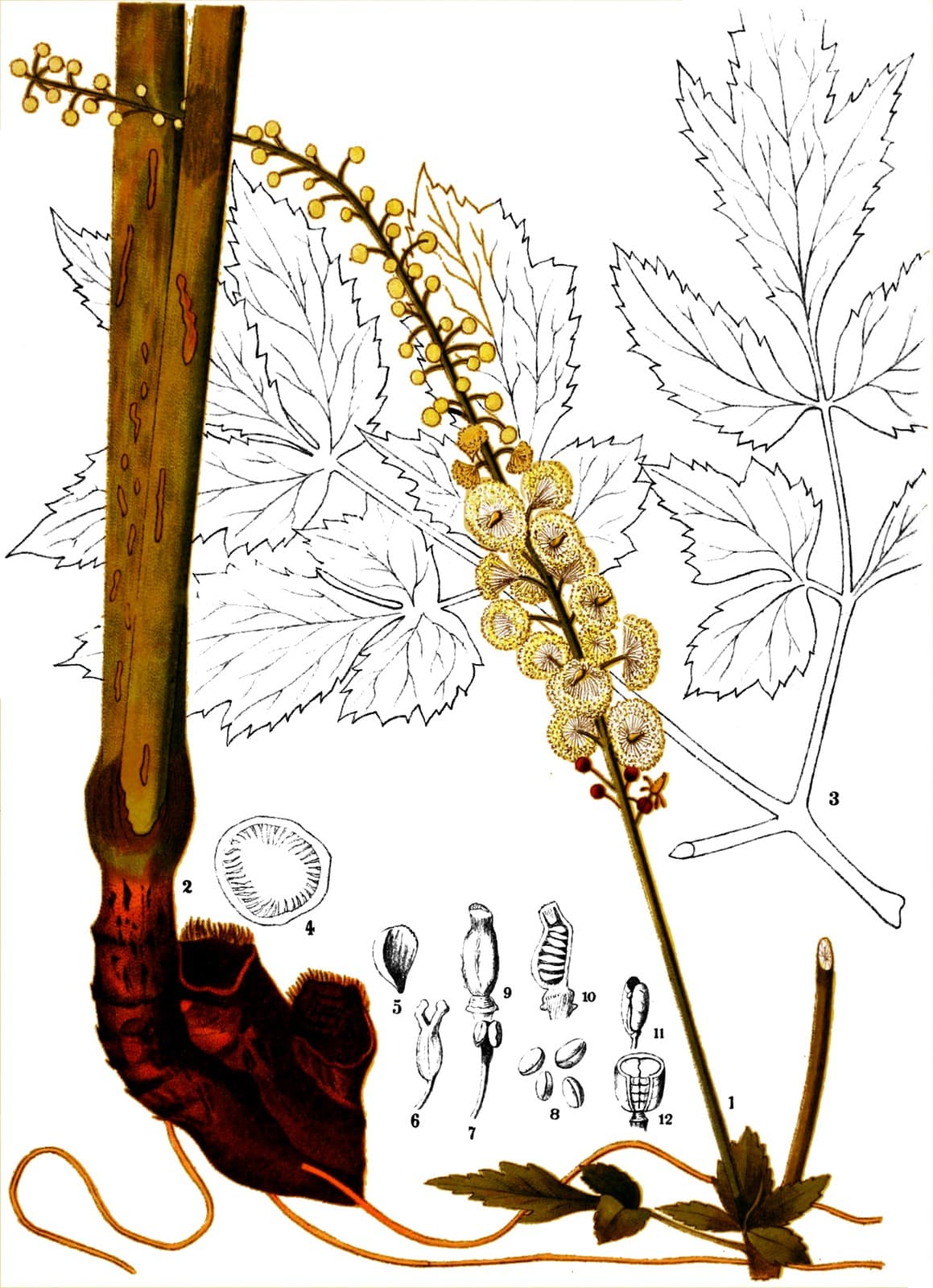 Botanische Tafel der Traubensilberkerze (Cimicifuga racemosa), Millspaugh 1887